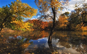Automne, étang, arbres, réflexion de l'eau HD Fonds d'écran