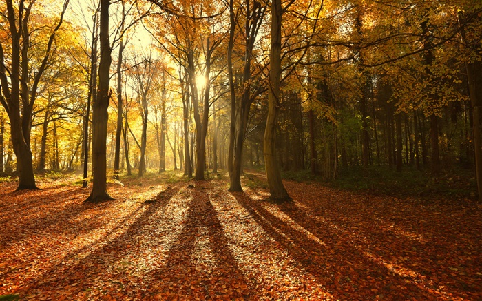 L'automne, feuilles rouges, le matin, les arbres, les rayons du soleil Fonds d'écran, image