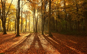 L'automne, feuilles rouges, le matin, les arbres, les rayons du soleil HD Fonds d'écran