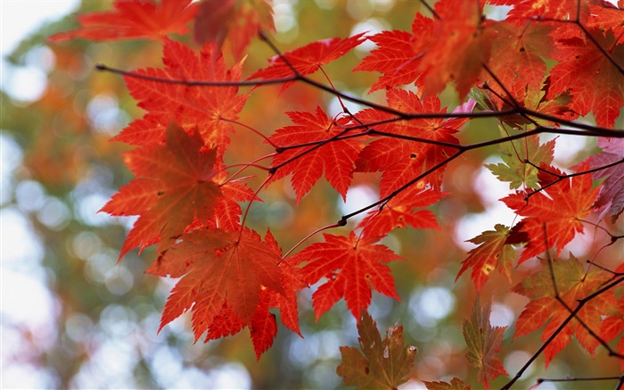 L'automne, feuilles rouges, brindilles Fonds d'écran, image