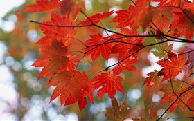 L'automne, feuilles rouges, brindilles HD Fonds d'écran
