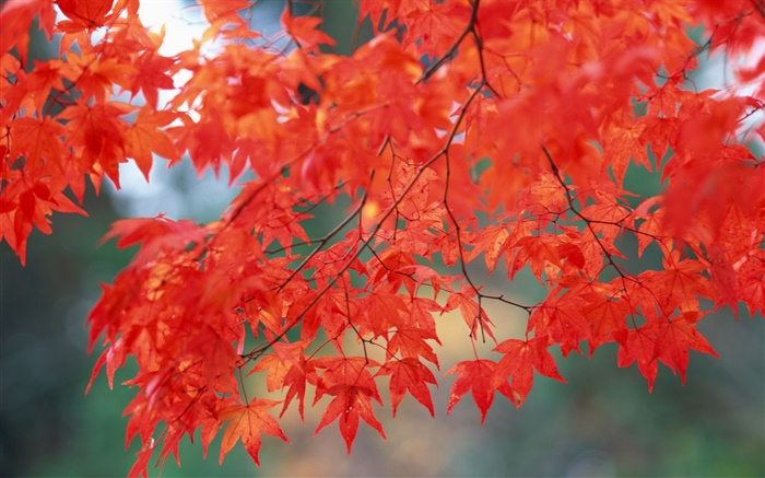 Paysages d'automne, les feuilles d'érable, couleur rouge Fonds d'écran, image