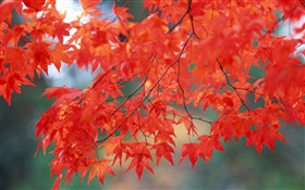 Paysages d'automne, les feuilles d'érable, couleur rouge