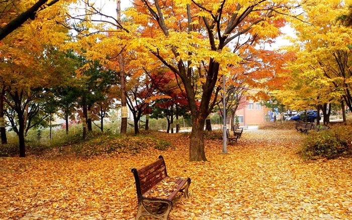 Automne, les arbres, les feuilles, parc, banc Fonds d'écran, image