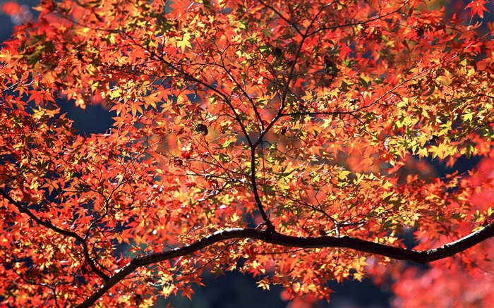 Arbres d'automne, les feuilles rouges Fonds d'écran, image