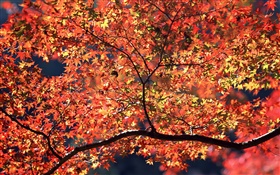 Arbres d'automne, les feuilles rouges