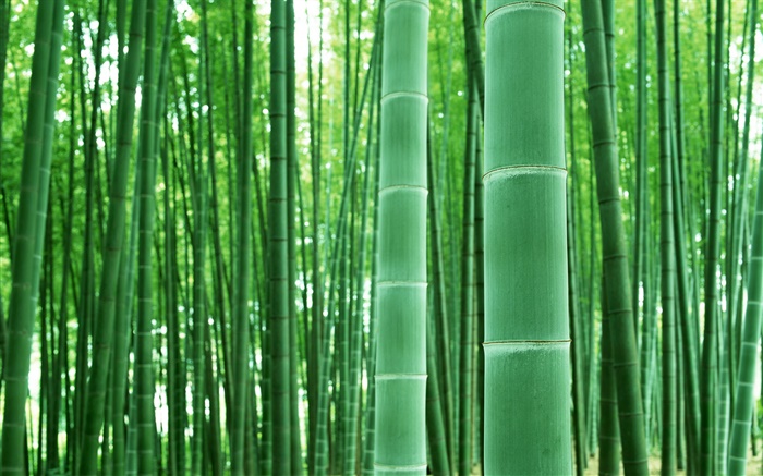 Forêt de bambous, branches, vert Fonds d'écran, image
