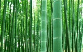 Forêt de bambous, branches, vert
