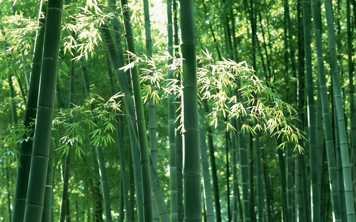 Forêt de bambous en été Fonds d'écran, image