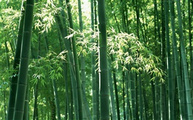 Forêt de bambous en été