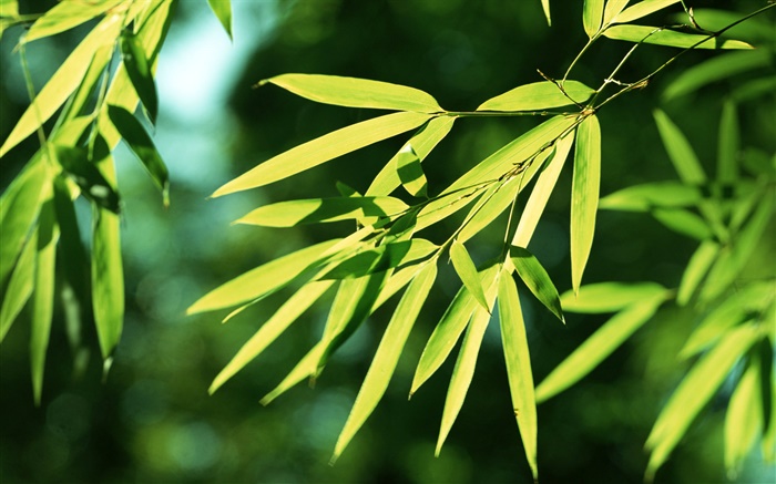 Les feuilles de bambou, soleil Fonds d'écran, image