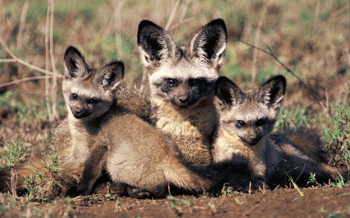 Bat-eared fox, Afrique Fonds d'écran, image