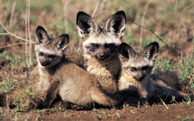 Bat-eared fox, Afrique HD Fonds d'écran