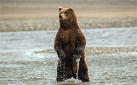 Standing Bear, l'eau de rivière HD Fonds d'écran