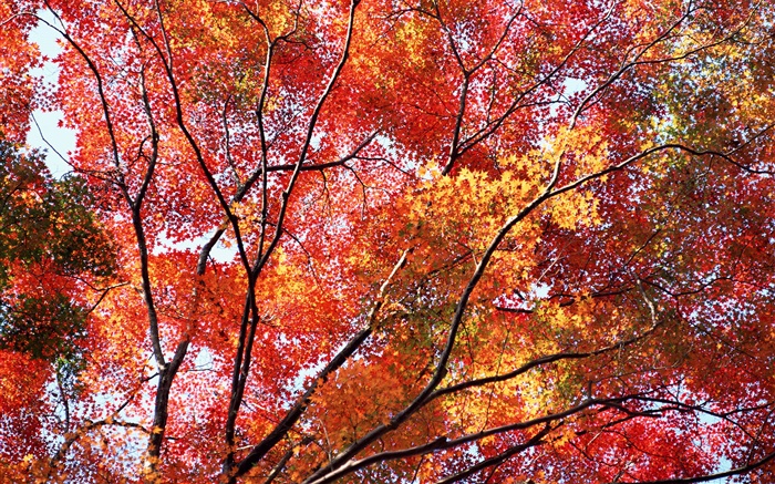 Belle automne, les feuilles rouges, arbres Fonds d'écran, image