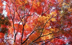Belle automne, les feuilles rouges, arbres