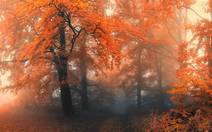 Belle automne, les arbres, les feuilles rouges Fonds d'écran, image