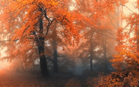Belle automne, les arbres, les feuilles rouges