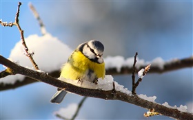 Oiseaux close-up, mésange, brindilles, de la neige HD Fonds d'écran