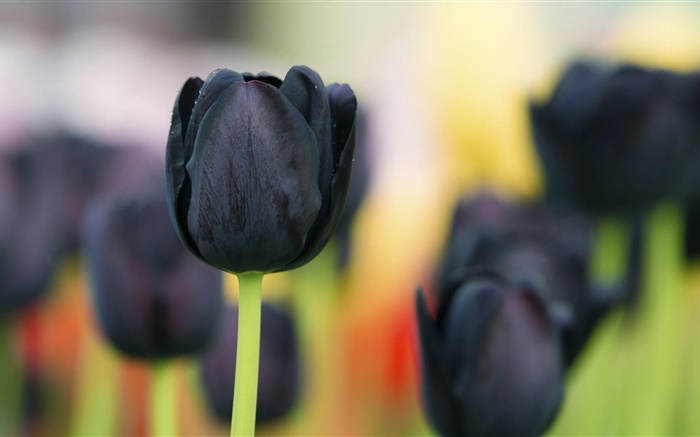 Fleurs de tulipes noires close-up Fonds d'écran, image