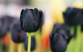 Fleurs de tulipes noires close-up