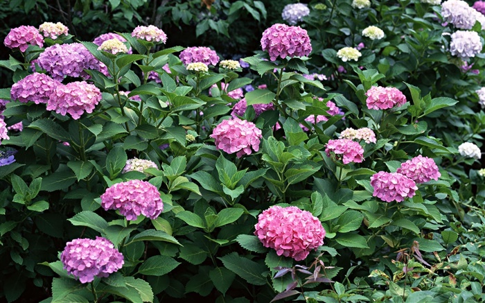 la floraison des hortensias Fonds d'écran, image