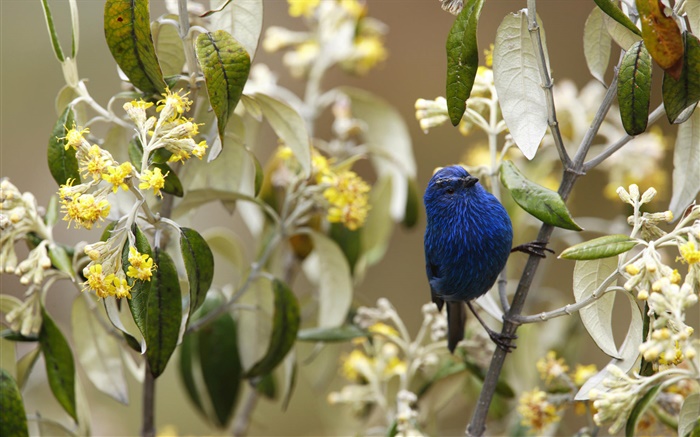 Tanager bleu et noir, oiseaux, Pérou Fonds d'écran, image
