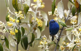 Tanager bleu et noir, oiseaux, Pérou