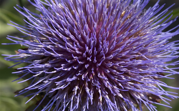 Bleu et chrysanthèmes violets, pétales close-up Fonds d'écran, image