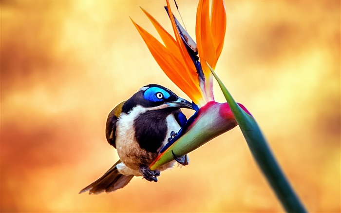 Blue-face honeyeater oiseaux, nectar, fleur Fonds d'écran, image