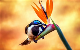 Blue-face honeyeater oiseaux, nectar, fleur