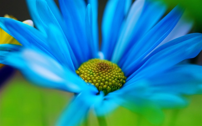 Fleur bleue pétales macro Fonds d'écran, image