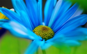 Fleur bleue pétales macro