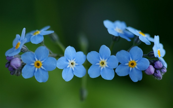 Fleurs bleues, oubliez-moi Fonds d'écran, image