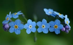 Fleurs bleues, oubliez-moi
