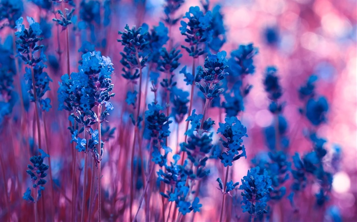 Fleurs bleu lavande close-up Fonds d'écran, image