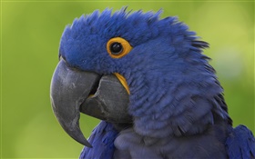 Tête de perroquet bleu close-up