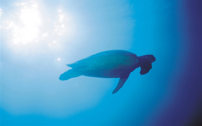 La mer bleue, les tortues, les rayons du soleil, sous-marins Fonds d'écran, image
