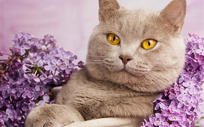 British shorthair, yeux jaunes, chat avec des fleurs Fonds d'écran, image