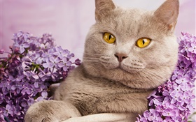 British shorthair, yeux jaunes, chat avec des fleurs