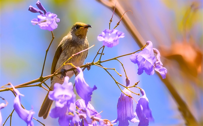brun oiseau honeyeater, fleurs de jacaranda Fonds d'écran, image