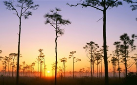 Broussailles, marais, arbres, coucher de soleil HD Fonds d'écran