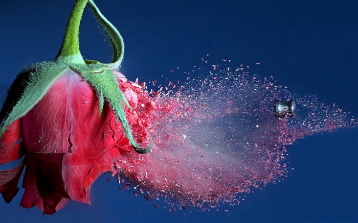 Bullet rose rouge frappé de fleurs, des débris volants Fonds d'écran, image