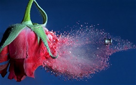 Bullet rose rouge frappé de fleurs, des débris volants