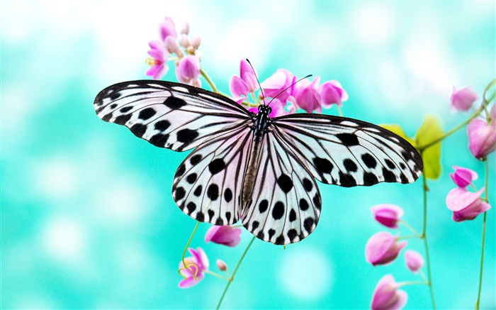 Papillon et fleurs violettes Fonds d'écran, image