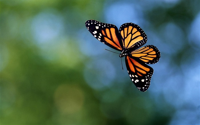 Papillon volant, bokeh Fonds d'écran, image