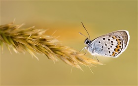 Papillon sur le blé HD Fonds d'écran