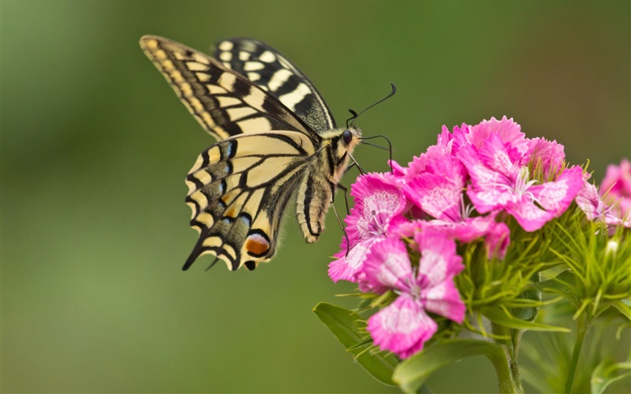 Papillon, fleurs roses Fonds d'écran, image