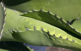 Cactus, épines close-up