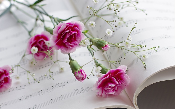 Œillets, fleurs roses, livre Fonds d'écran, image